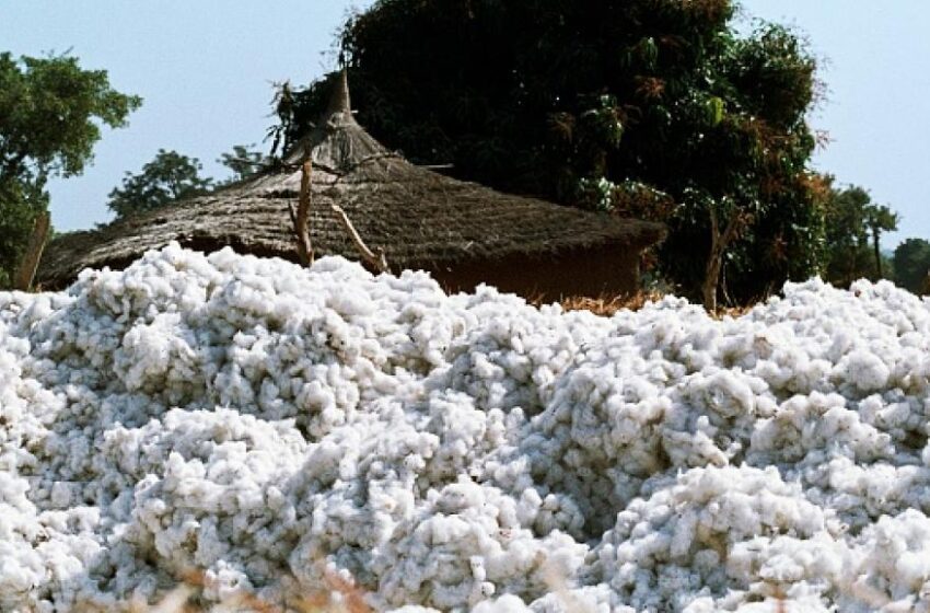  Conclave des producteurs de Kita : Dans la cadence des soutiens à la CMDT et à la prorogation